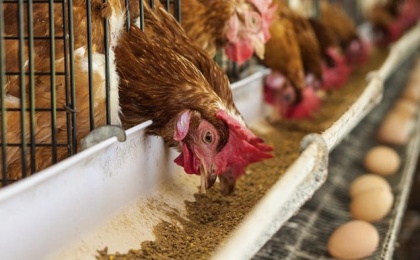 Российские ученые научились создавать корм для птиц из куриного помета