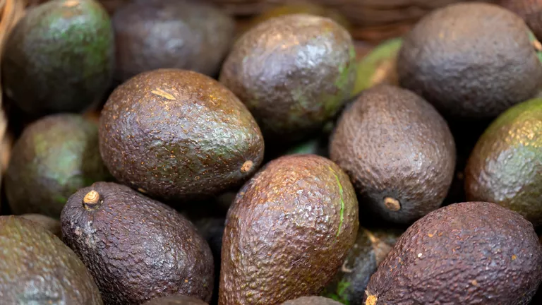 В России появится первое органическое авокадо