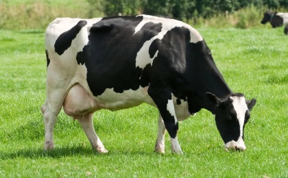 Продуктивность коров голштинской породы выросла на 23% за последние 20 лет