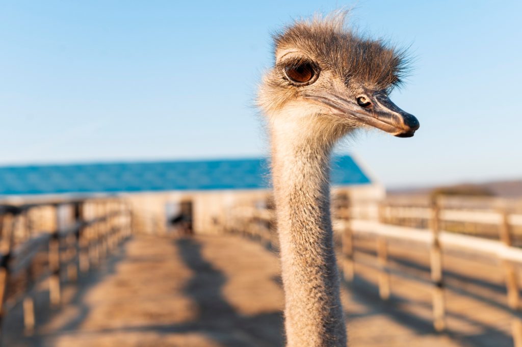 OSTRICH FARM OPENED IN KRASNODAR TERRITORY 