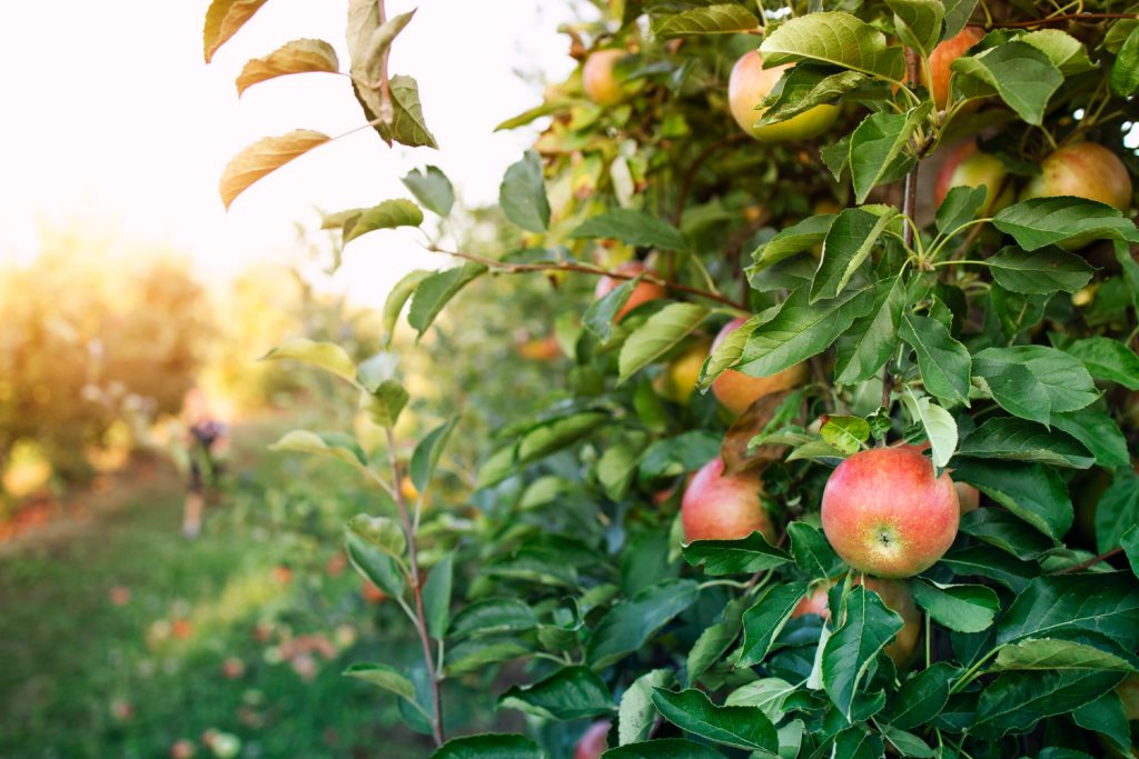 APPLE AND BERRY YIELD TO INCREASE 