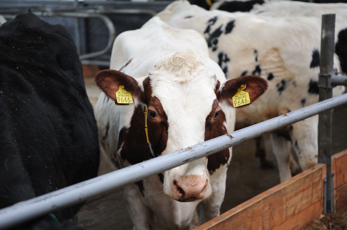 AGROSILA REPORTS OF MILK PRODUCTION GROWTH AND THE EXPANSION OF ITS HERD IN THE FIRST HALF OF 2025