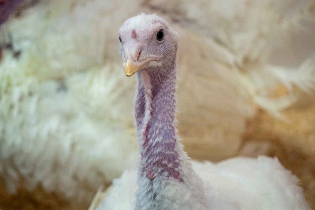 Доля рынка пяти крупнейших производителей индейки в РФ достигла 87% 