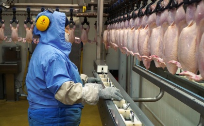 АГРОСИЛА: лидерами экспорта в птицеводстве стали продукты халяль и куриные лапки, поставляемые в Китай
