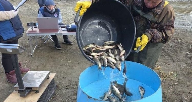 Проведено зарыбление уральских водоёмов
