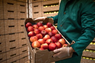 В Дагестане начал работу первый агрегатор плодовой продукции