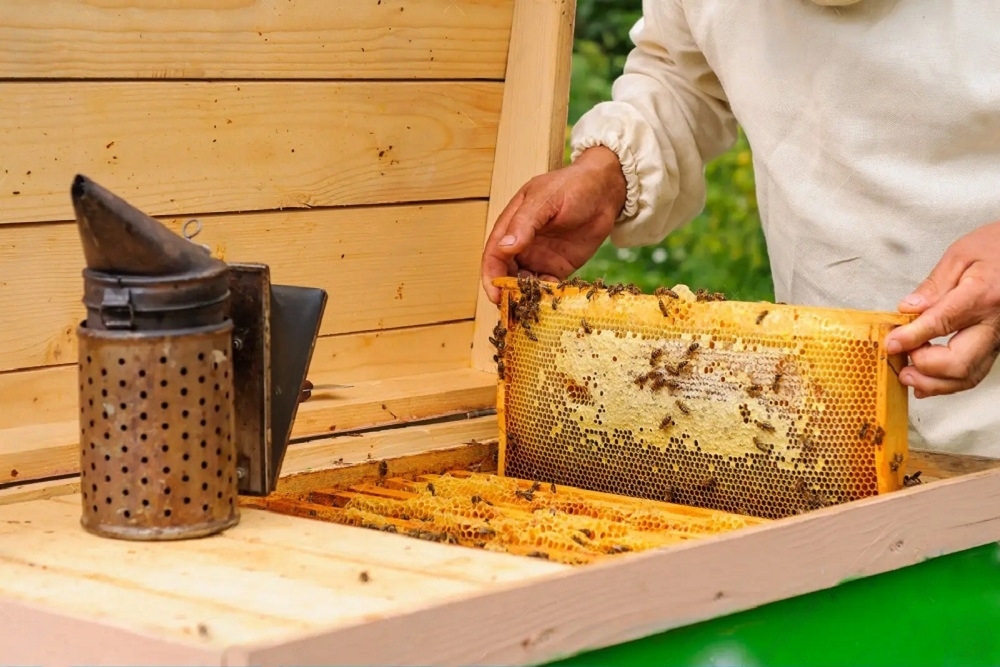 MOST OF ALTAI HONEY NOT FROM ALTAI 