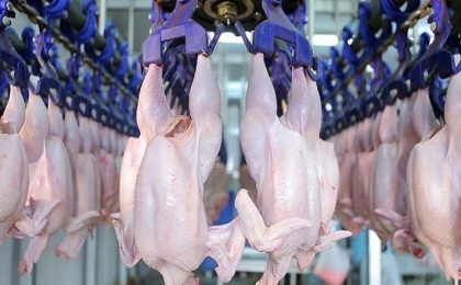 Росптицесоюз ожидает увеличения производства мяса птицы в России