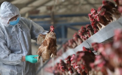 Птицефабрики просят разрешить вакцинацию поголовья от гриппа птиц