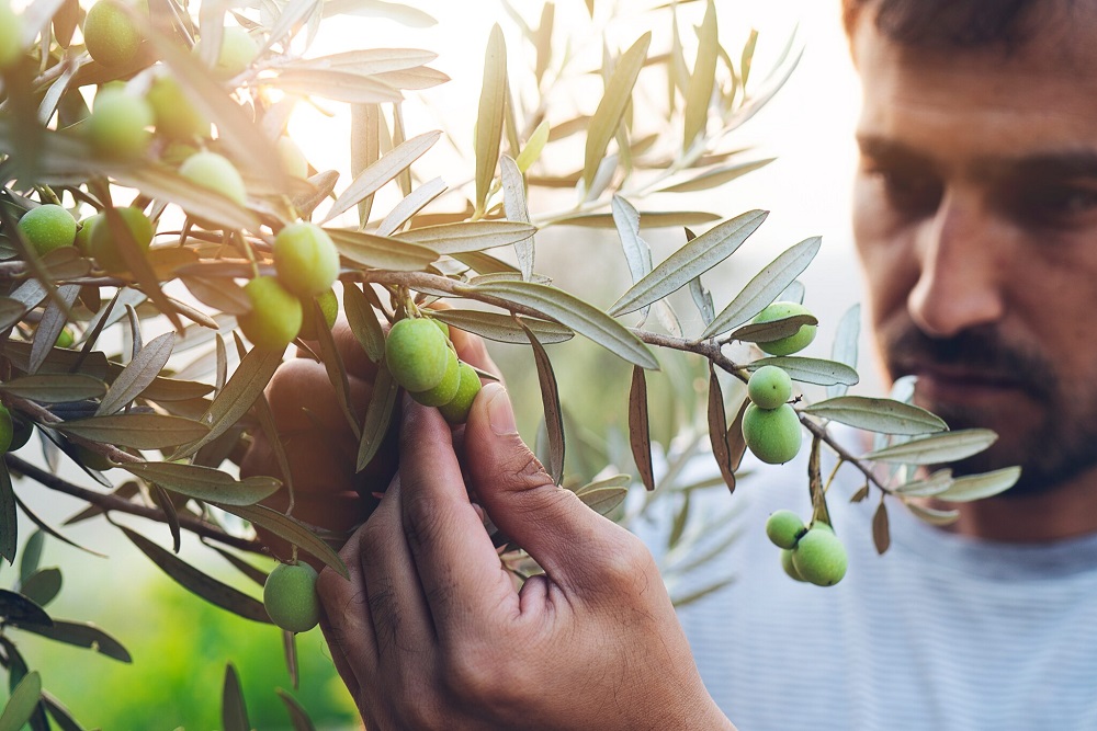 CRIMEA INCREASING INDUSTRIAL SCALE OLIVE PRODUCTION 