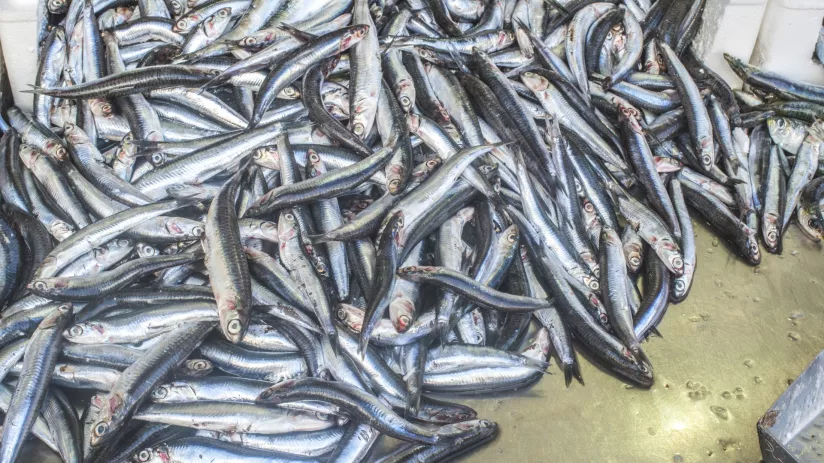 ROSSELKHOZBANK CENTRE FOR INDUSTRY EXPERTISE PRESENTS THE RESULTS OF THE CATCH OF AQUATIC BIORESOURCES