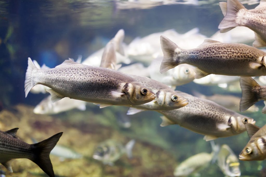 В Башкирии построят форелевую ферму