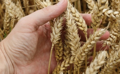 Тарифную квоту на вывоз зерна из России увеличили на 5 млн тонн