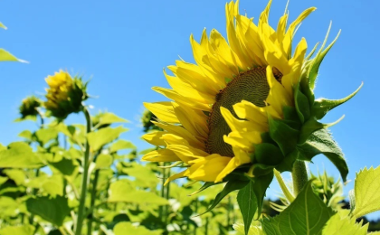 RUSSIA PROLONGS THE RATE OF DUTY FOR SUNFLOWER OIL AND MEAL EXPORT FOR A YEAR 