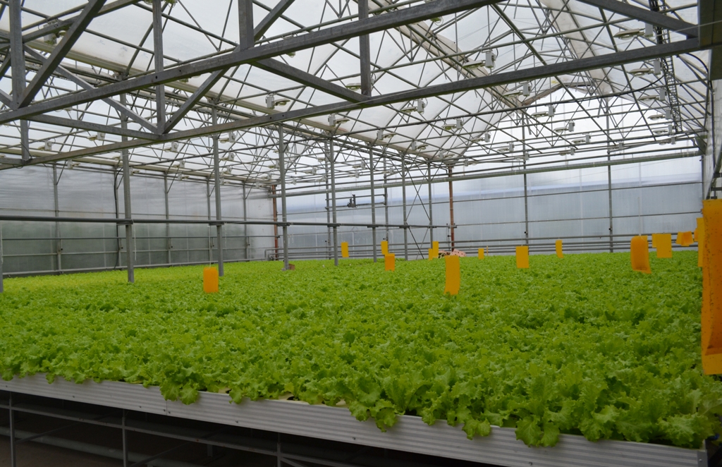MINISTRY OF AGRICULTURE PLANNING TO RESUME THE REDUCED-RATE LENDING OF THE CONSTRUCTION OF GREENHOUSES 