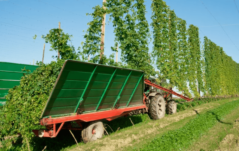 Более чем в семь раз может увеличиться в РФ к 2030 году производство хмеля 