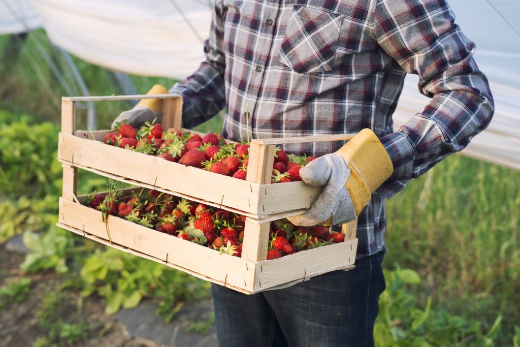 A MULTI-BERRY CLUSTER TO BE ESTABLISHED IN STAVROPOL TERRITORY 