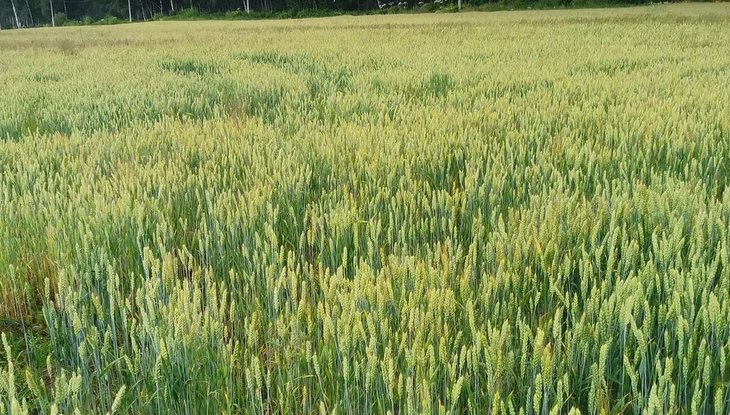 Минсельхоз ожидает рекордного страхования посевов