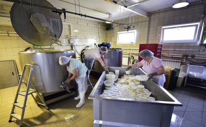 В России в течение трех лет обеспечат независимость от заквасок для сыров из Евросоюза