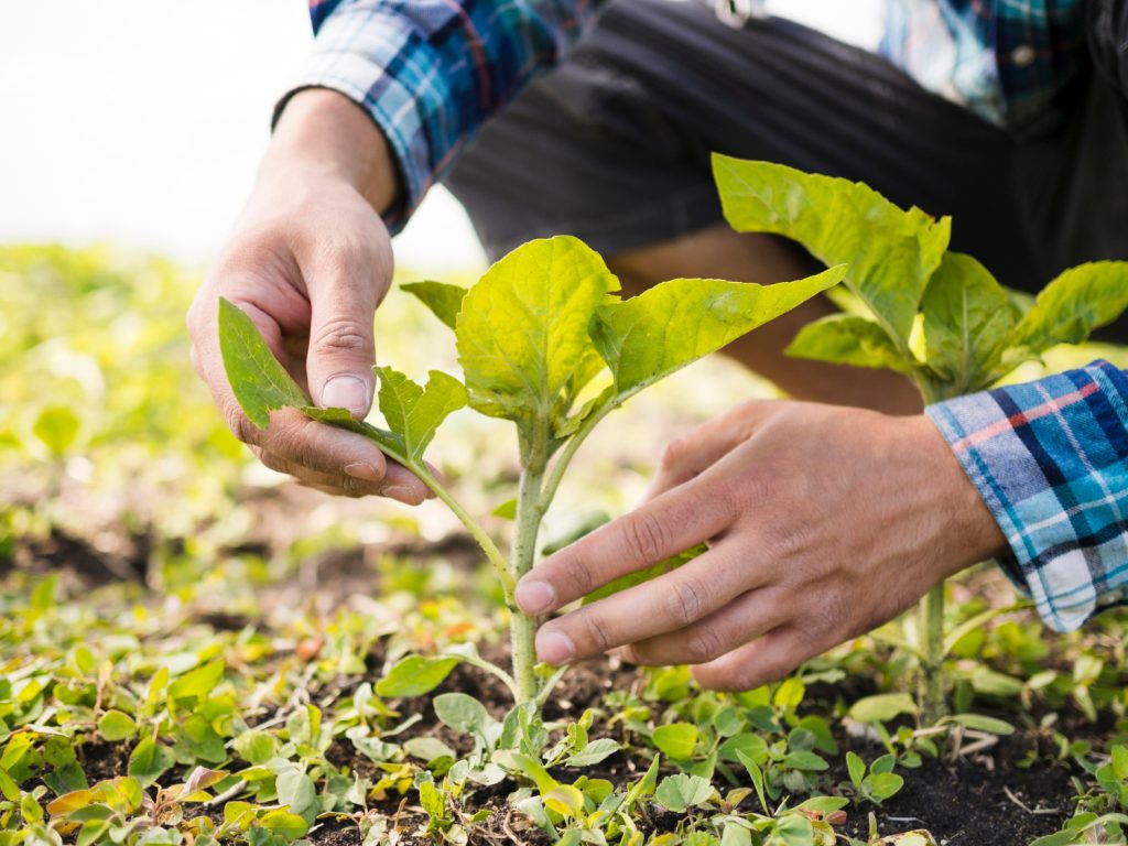 TOBACCO FARMING IS BEING REVIVED IN CRIMEA 