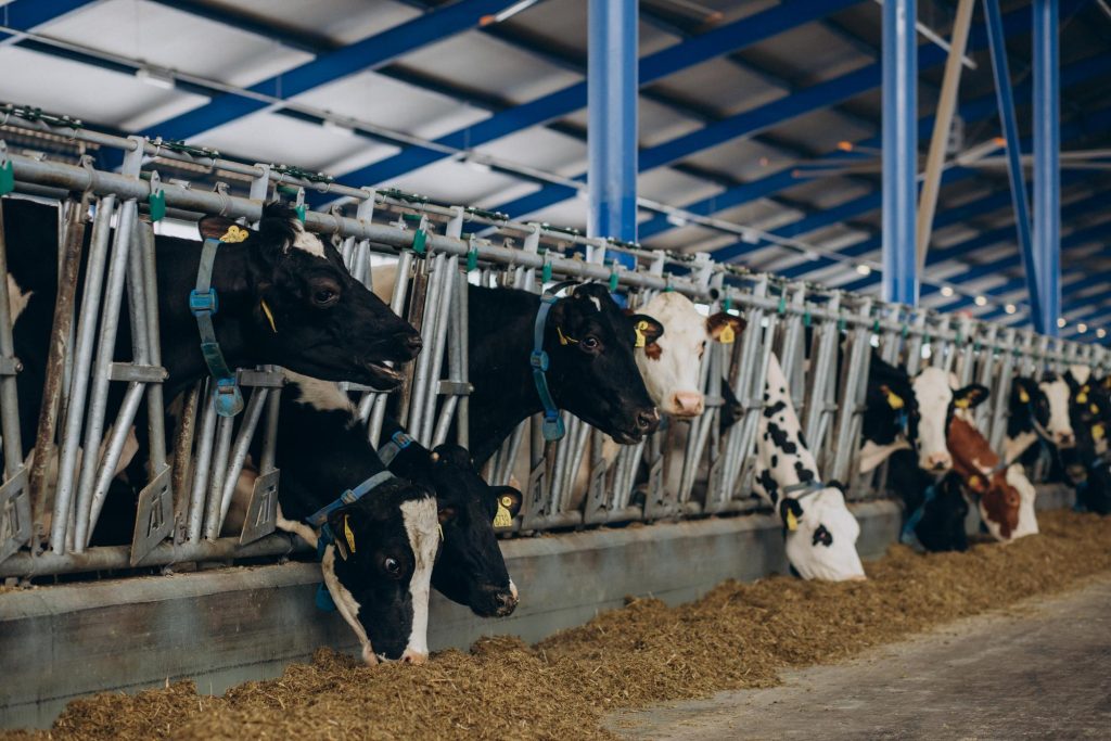 ROSTOV REGION TO SUPPORT ANIMAL FARMING